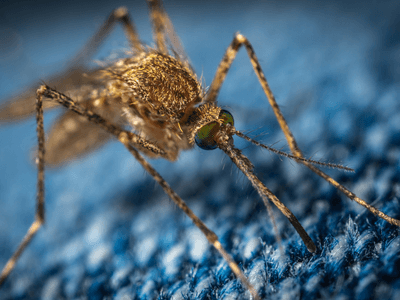 About Termite Inspection Gililland - termite inspection experts in Gililland